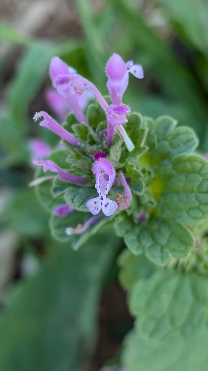 Lamier amplexicaule